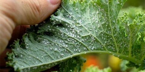 Lisne uši na sadnicama paradajza - kako se boriti